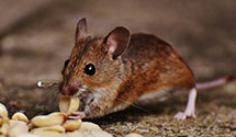 24 Hour & Emergency Exterminators in Mount Pleasant, WI
